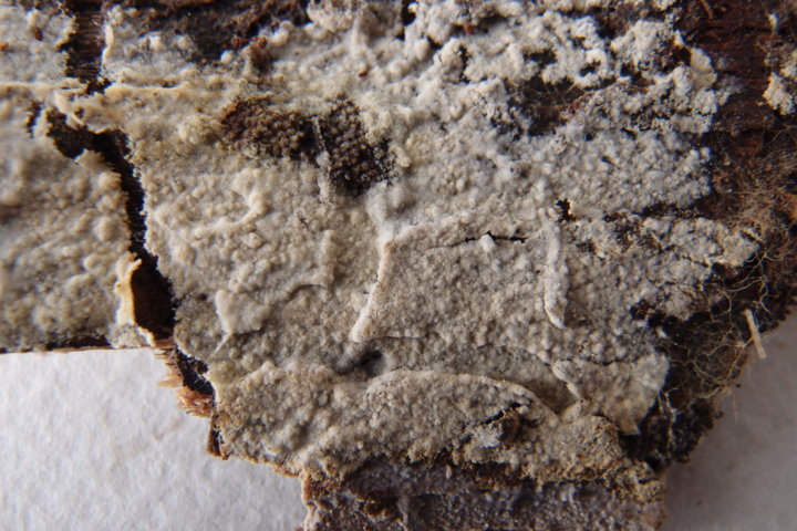 Botryobasidium con spore finemente verrucose